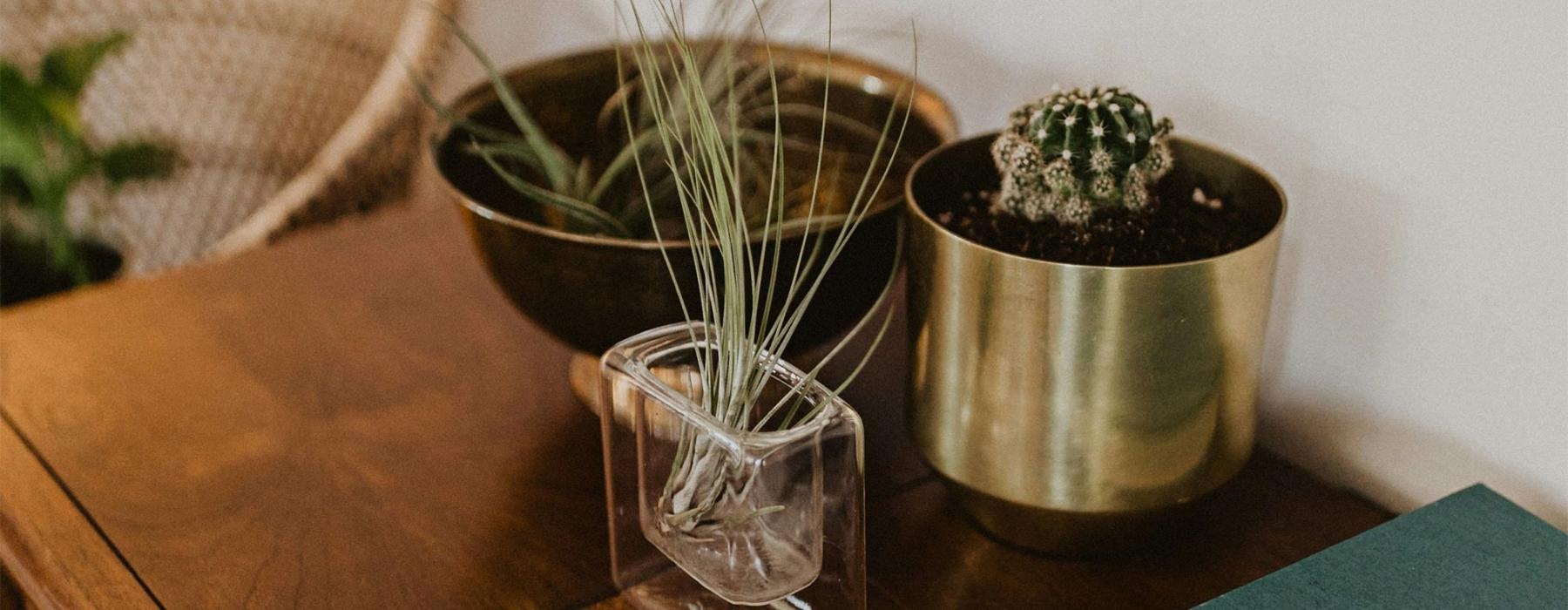 a plant in a pot on a dresser near a book